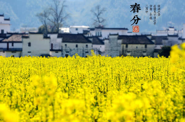 唯美春风油菜花摄影图免抠
