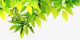 春天绿意大树美景免抠