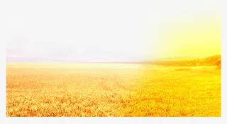 金色麦田装饰图案免抠