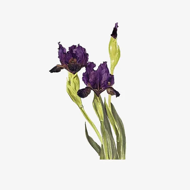 紫尾花免抠