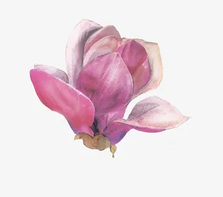 手绘紫色玉兰免抠