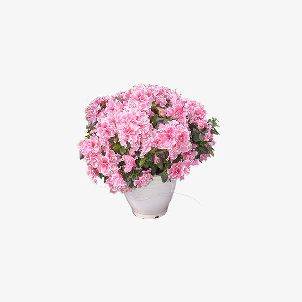 粉色花瓣盆栽免抠