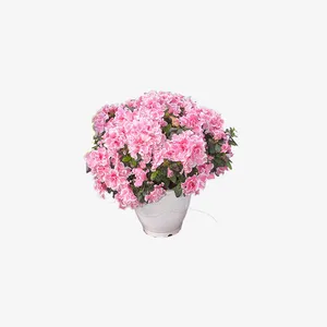 粉色花瓣盆栽免抠