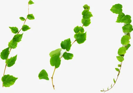 春天清新树枝藤条免抠