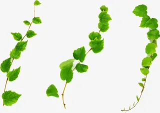 春天清新树枝藤条免抠