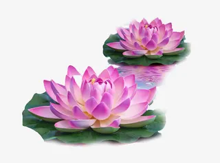 盛开的荷花免抠