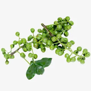 枝干上的花椒粒实物图免抠