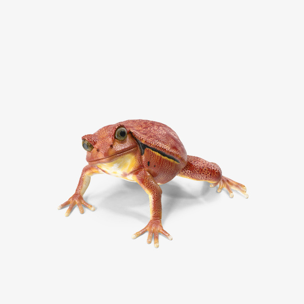 番茄蛙瞪眼免抠