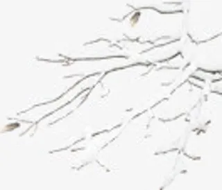 白色唯美卡通树枝免抠