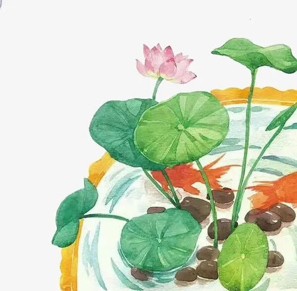 荷花免抠