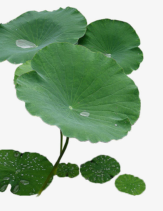 荷-叶 露珠 露水 绿色荷叶png素材免抠