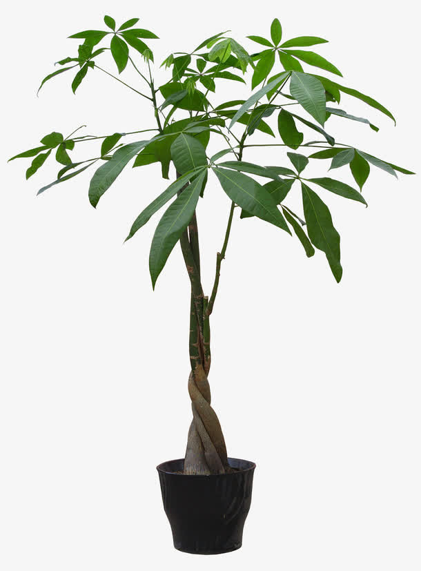 高清植物盆栽免抠