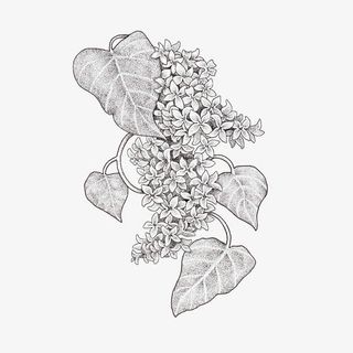 手绘黑色素描丁香花植物免抠免抠