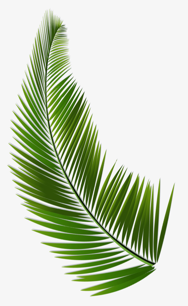 蕨类植物春天装饰免抠
