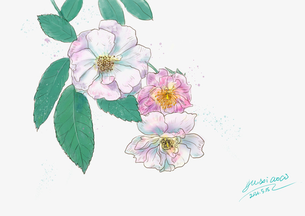 五月蔷薇花水彩画免抠