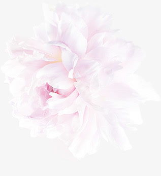 白芍花开png素材免抠漂浮花瓣元素
