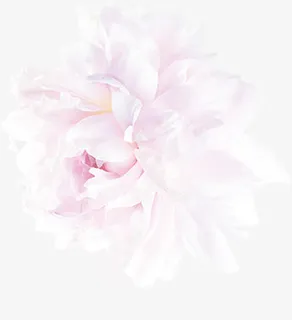 白芍花开png素材免抠漂浮花瓣元素