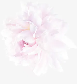 白芍花开png素材免抠漂浮花瓣元素