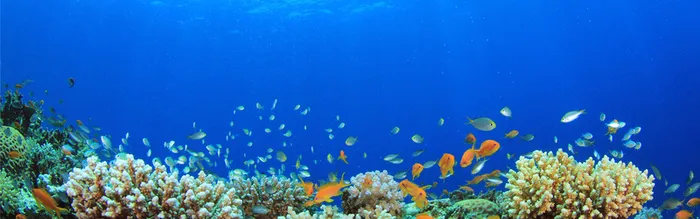 摄影海底世界背景高清