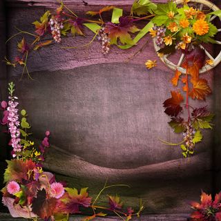 葡萄藤鲜花背景