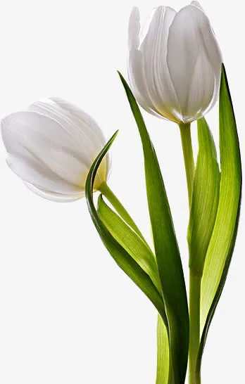 郁金香花 PNG素材免抠
