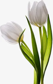 郁金香花 PNG素材免抠 郁金香花 PNG素材免抠