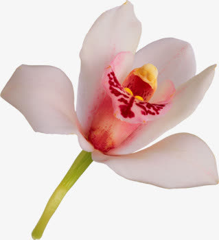 兰花免抠