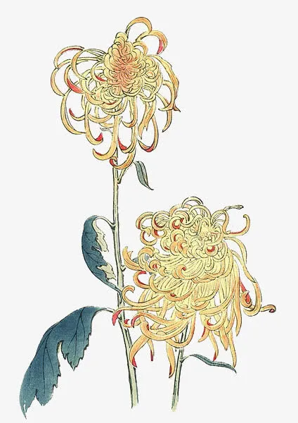 手绘花卉免抠