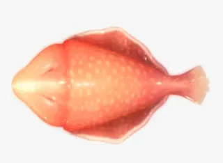 红色扁平化捕鱼达人游戏鱼儿免抠