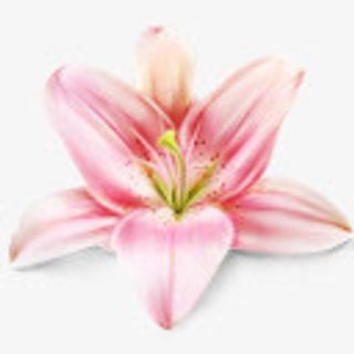 百合花粉红花瓣免抠