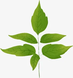 春天的嫩叶,免抠 春天的嫩叶,免抠