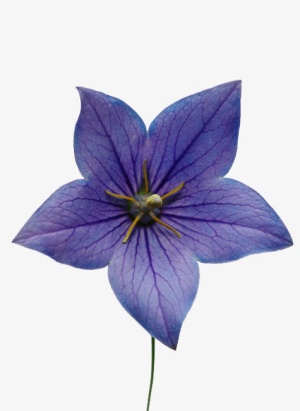 五瓣花免抠