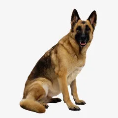 凶猛警犬桌面壁纸免抠