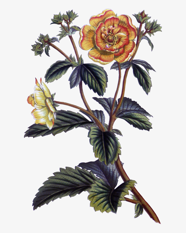 枝干上的美丽花朵免抠