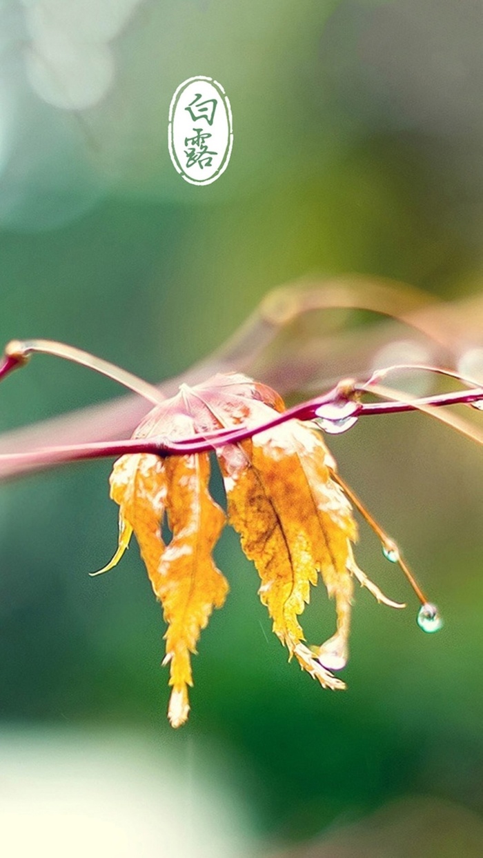 白露H5背景高清