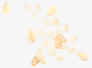 浅色花瓣漂浮花瓣免抠