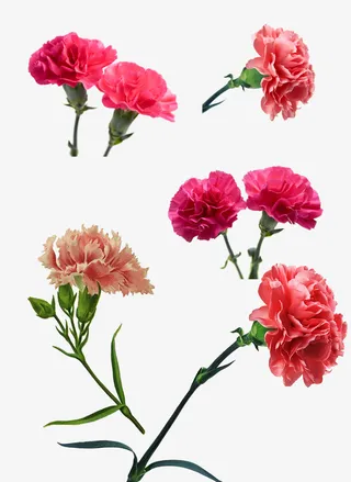 康乃馨花朵免抠