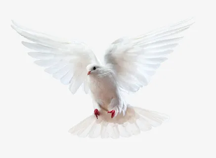喜庆 吉祥的白鸽免抠