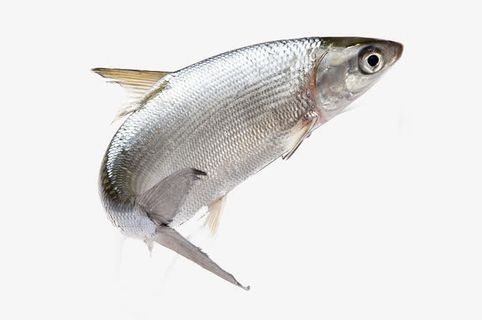 活着的小鱼免抠