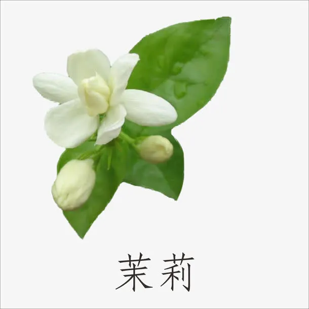 茉莉免抠