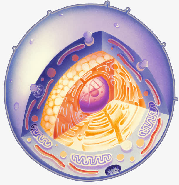 生物细胞立体剖析图免抠