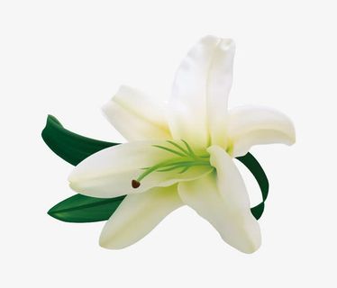 白色百合花免抠