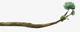 场景装饰树枝元素免抠