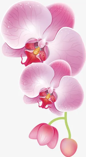 梅花，花朵，淘宝素材，花絮，矢免抠