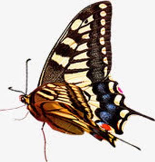 绿色清新春天漂浮植物蝴蝶免抠装饰动物元素