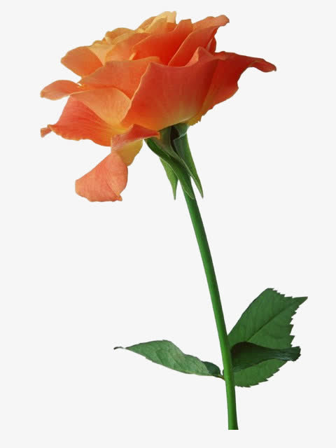 花免抠