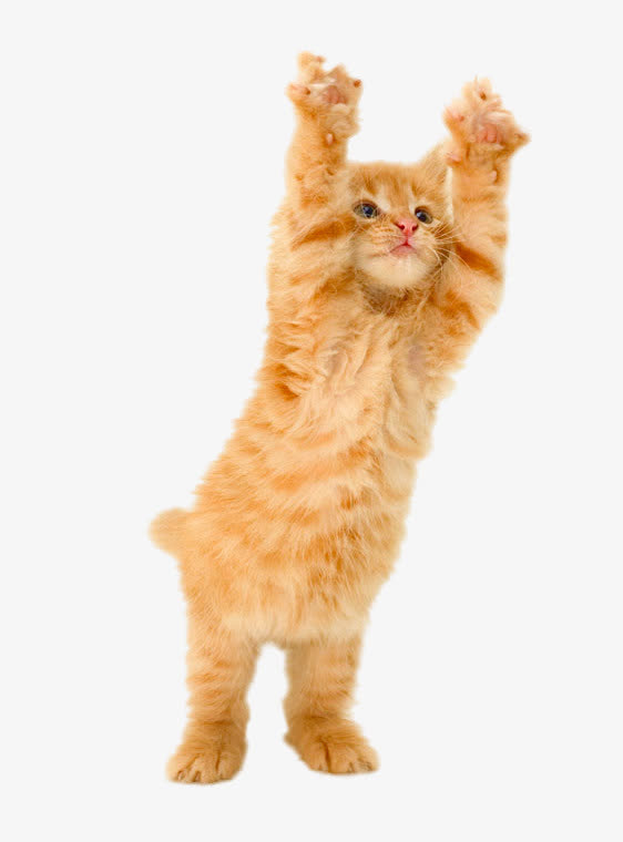 站力的猫咪免抠