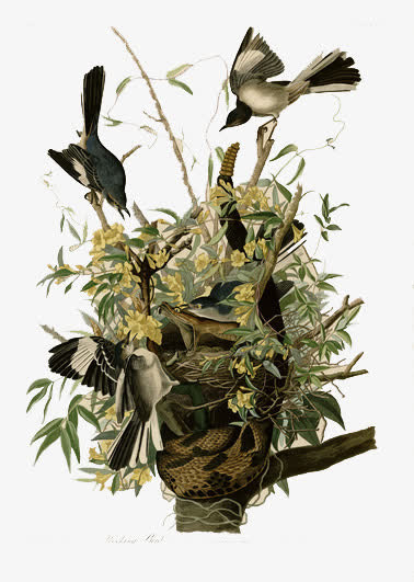 手绘花鸟素材免抠
