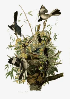 手绘花鸟素材免抠 手绘花鸟素材免抠