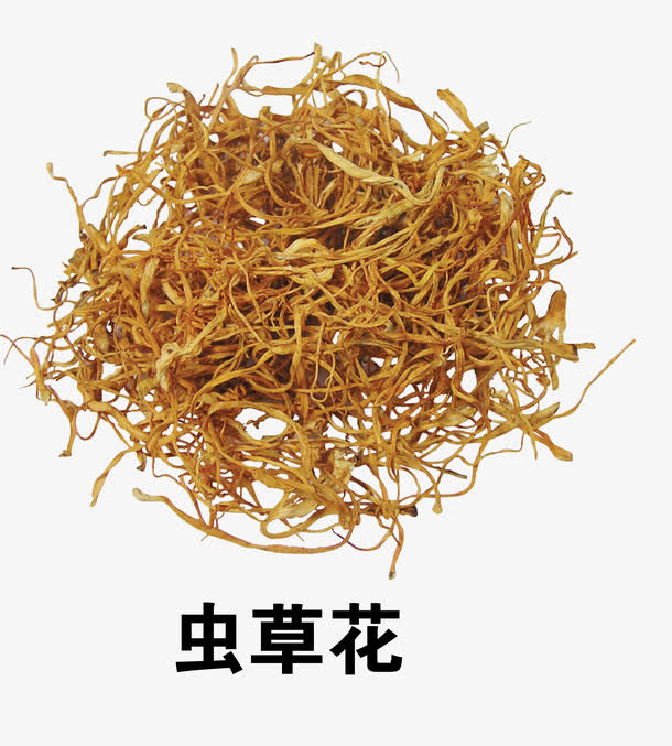 虫草花免抠